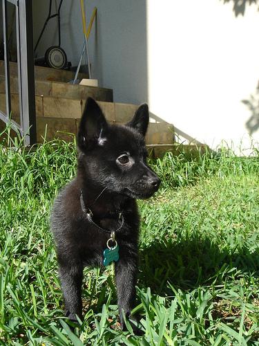 A dog image from https://images.dog.ceo/breeds/schipperke/n02104365_5970.jpg