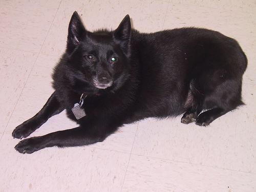 A dog image from https://images.dog.ceo/breeds/schipperke/n02104365_6428.jpg