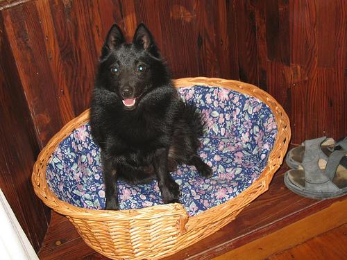 A dog image from https://images.dog.ceo/breeds/schipperke/n02104365_663.jpg