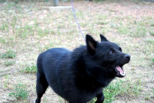 A dog image from https://images.dog.ceo/breeds/schipperke/n02104365_7158.jpg