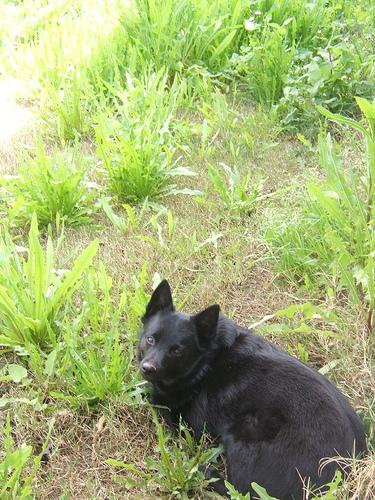 A dog image from https://images.dog.ceo/breeds/schipperke/n02104365_8226.jpg