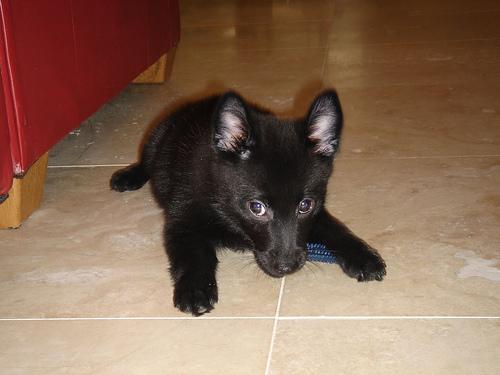 A dog image from https://images.dog.ceo/breeds/schipperke/n02104365_8398.jpg