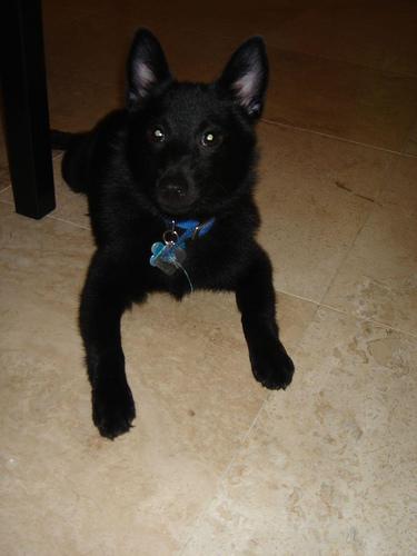 A dog image from https://images.dog.ceo/breeds/schipperke/n02104365_9143.jpg