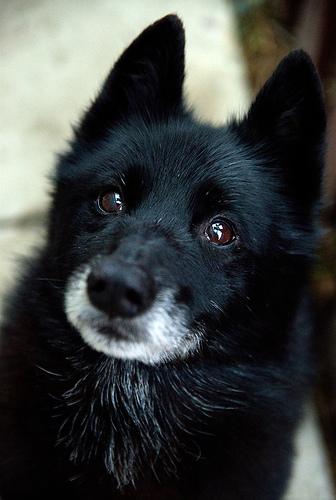 A dog image from https://images.dog.ceo/breeds/schipperke/n02104365_9309.jpg