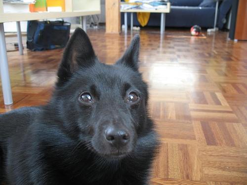 A dog image from https://images.dog.ceo/breeds/schipperke/n02104365_9369.jpg