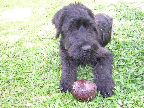 A dog image from https://images.dog.ceo/breeds/schnauzer-giant/n02097130_1032.jpg