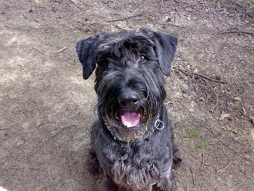 A dog image from https://images.dog.ceo/breeds/schnauzer-giant/n02097130_1197.jpg