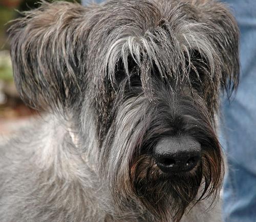 A dog image from https://images.dog.ceo/breeds/schnauzer-giant/n02097130_1213.jpg