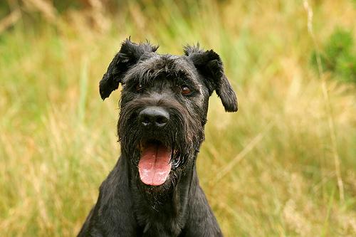 A dog image from https://images.dog.ceo/breeds/schnauzer-giant/n02097130_1828.jpg