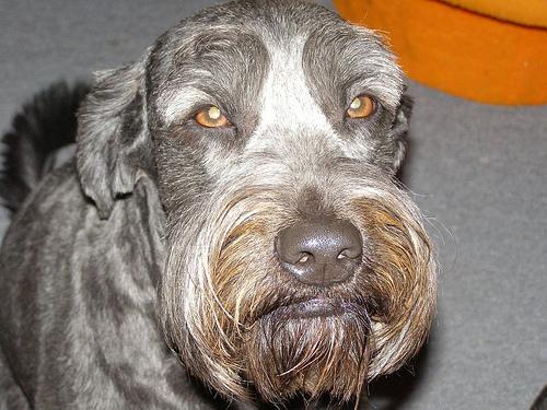 A dog image from https://images.dog.ceo/breeds/schnauzer-giant/n02097130_4558.jpg