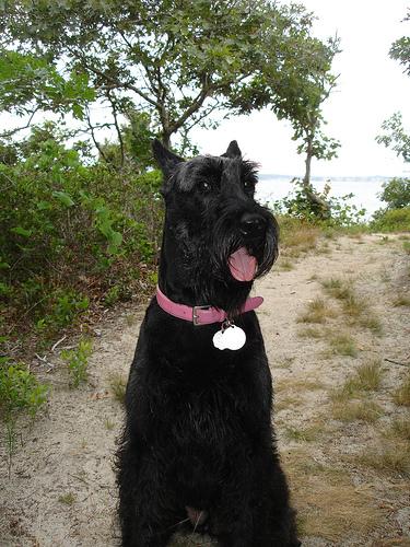 A dog image from https://images.dog.ceo/breeds/schnauzer-giant/n02097130_5576.jpg