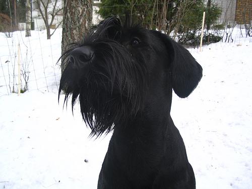 A dog image from https://images.dog.ceo/breeds/schnauzer-giant/n02097130_5675.jpg