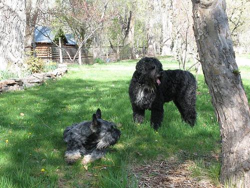 A dog image from https://images.dog.ceo/breeds/schnauzer-giant/n02097130_5907.jpg