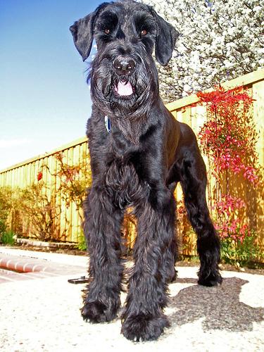 A dog image from https://images.dog.ceo/breeds/schnauzer-giant/n02097130_899.jpg