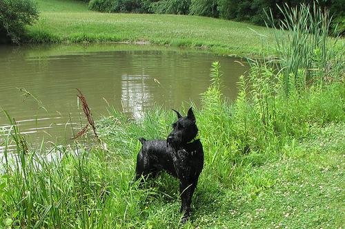 A dog image from https://images.dog.ceo/breeds/schnauzer-giant/n02097130_925.jpg