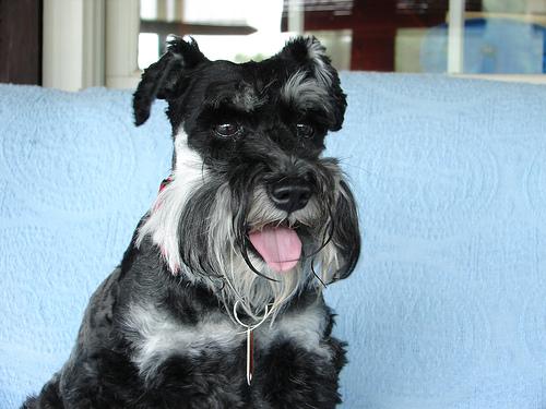 A dog image from https://images.dog.ceo/breeds/schnauzer-miniature/n02097047_1260.jpg