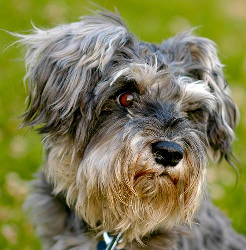 A dog image from https://images.dog.ceo/breeds/schnauzer-miniature/n02097047_1327.jpg