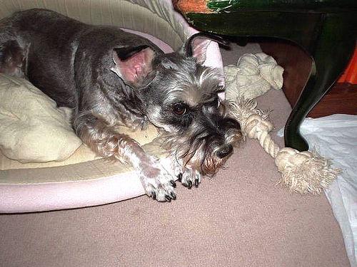 A dog image from https://images.dog.ceo/breeds/schnauzer-miniature/n02097047_1399.jpg