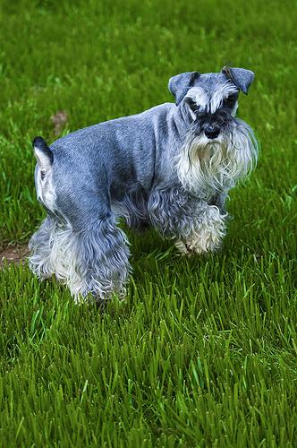 A dog image from https://images.dog.ceo/breeds/schnauzer-miniature/n02097047_1412.jpg