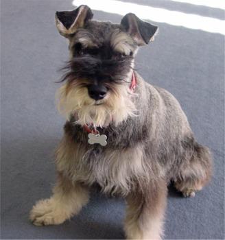 A dog image from https://images.dog.ceo/breeds/schnauzer-miniature/n02097047_151.jpg