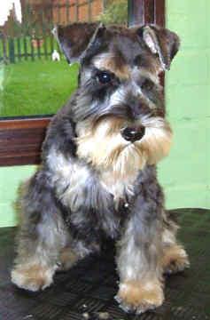 A dog image from https://images.dog.ceo/breeds/schnauzer-miniature/n02097047_1539.jpg