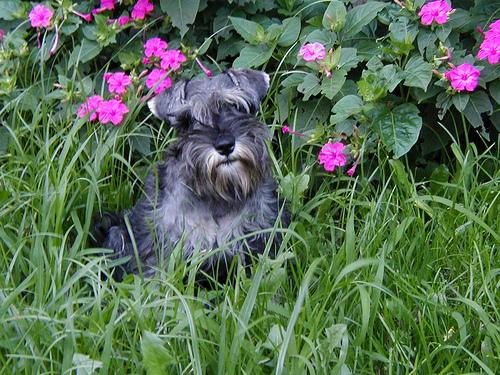 A dog image from https://images.dog.ceo/breeds/schnauzer-miniature/n02097047_1553.jpg