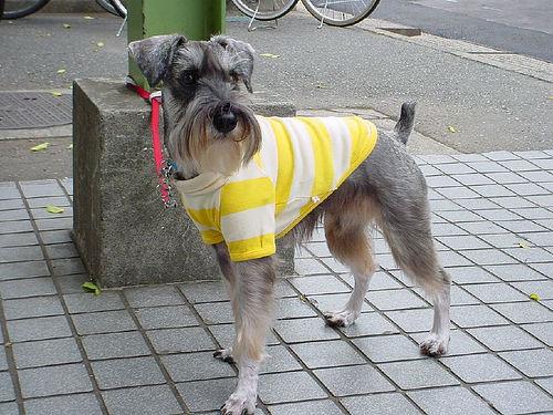 A dog image from https://images.dog.ceo/breeds/schnauzer-miniature/n02097047_1589.jpg