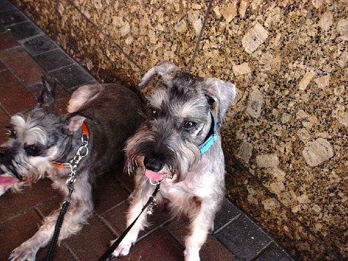 A dog image from https://images.dog.ceo/breeds/schnauzer-miniature/n02097047_1601.jpg