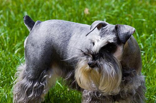 A dog image from https://images.dog.ceo/breeds/schnauzer-miniature/n02097047_1791.jpg