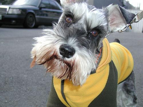 A dog image from https://images.dog.ceo/breeds/schnauzer-miniature/n02097047_2126.jpg