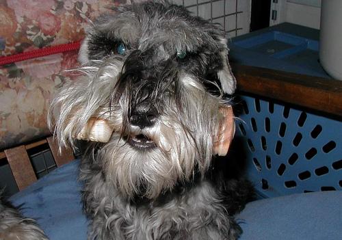 A dog image from https://images.dog.ceo/breeds/schnauzer-miniature/n02097047_2146.jpg