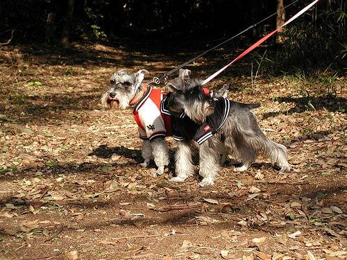 A dog image from https://images.dog.ceo/breeds/schnauzer-miniature/n02097047_2178.jpg