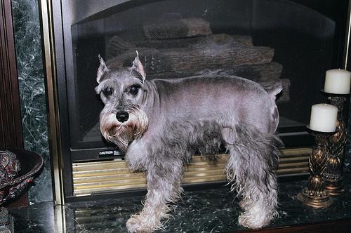 A dog image from https://images.dog.ceo/breeds/schnauzer-miniature/n02097047_2190.jpg