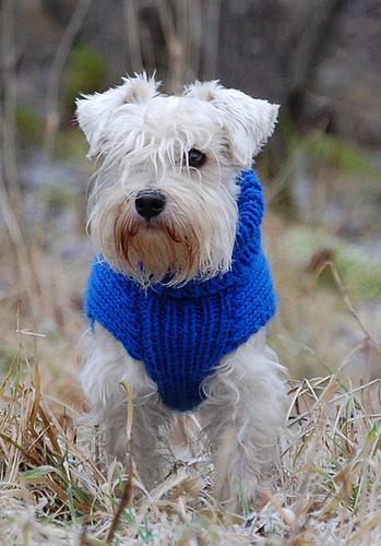 A dog image from https://images.dog.ceo/breeds/schnauzer-miniature/n02097047_2463.jpg