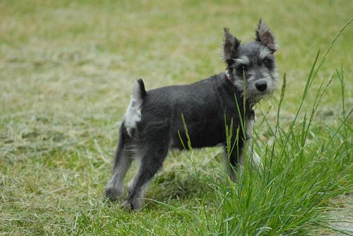 A dog image from https://images.dog.ceo/breeds/schnauzer-miniature/n02097047_2649.jpg