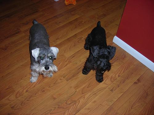 A dog image from https://images.dog.ceo/breeds/schnauzer-miniature/n02097047_2663.jpg