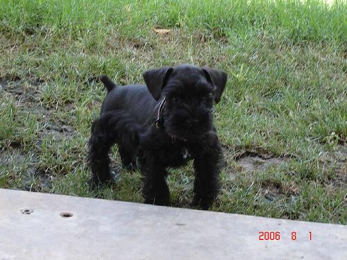 A dog image from https://images.dog.ceo/breeds/schnauzer-miniature/n02097047_2910.jpg