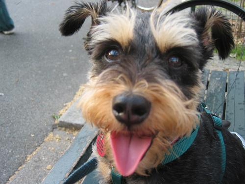 A dog image from https://images.dog.ceo/breeds/schnauzer-miniature/n02097047_4274.jpg