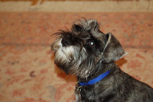 A dog image from https://images.dog.ceo/breeds/schnauzer-miniature/n02097047_4440.jpg