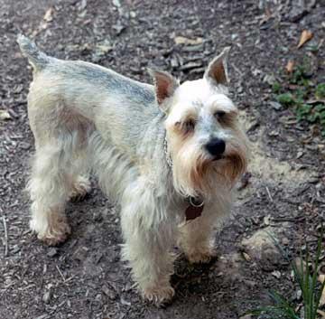 A dog image from https://images.dog.ceo/breeds/schnauzer-miniature/n02097047_5205.jpg