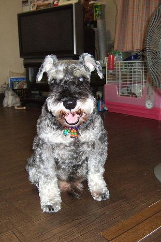 A dog image from https://images.dog.ceo/breeds/schnauzer-miniature/n02097047_535.jpg