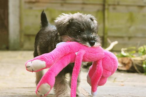 A dog image from https://images.dog.ceo/breeds/schnauzer-miniature/n02097047_5869.jpg