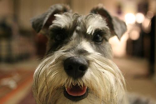 A dog image from https://images.dog.ceo/breeds/schnauzer-miniature/n02097047_60.jpg