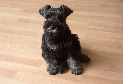 A dog image from https://images.dog.ceo/breeds/schnauzer-miniature/n02097047_610.jpg