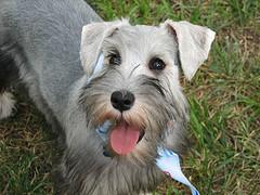 A dog image from https://images.dog.ceo/breeds/schnauzer-miniature/n02097047_6188.jpg