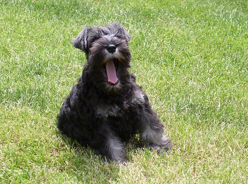 A dog image from https://images.dog.ceo/breeds/schnauzer-miniature/n02097047_6434.jpg