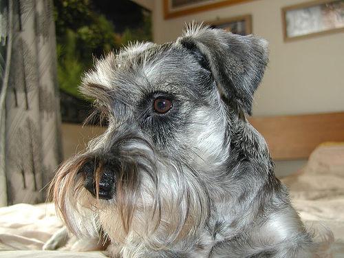 A dog image from https://images.dog.ceo/breeds/schnauzer-miniature/n02097047_6701.jpg