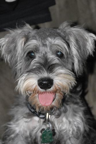 A dog image from https://images.dog.ceo/breeds/schnauzer-miniature/n02097047_6884.jpg