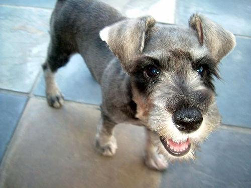 A dog image from https://images.dog.ceo/breeds/schnauzer-miniature/n02097047_73.jpg