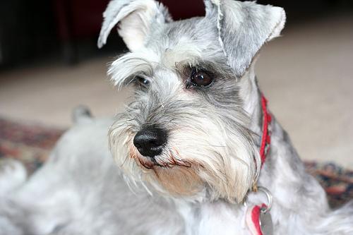 A dog image from https://images.dog.ceo/breeds/schnauzer-miniature/n02097047_731.jpg